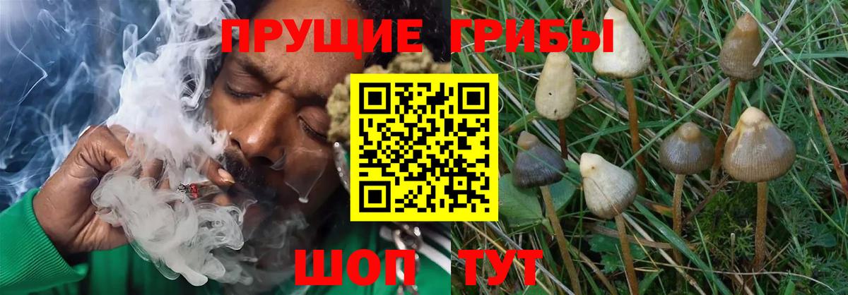 Псилоцибиновые грибы Cubensis Елец